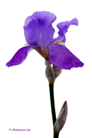 Iris Kashmiriana